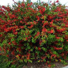 Sadzonki pigwowca japońskiego (Chaenomeles japonica) – krzew ozdobny i owocowy, 2-letnie z odkrytym korzeniem 50szt-50zł