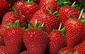 Truskawka wczesna – sadzonka w doniczce (ok. 5 cm)