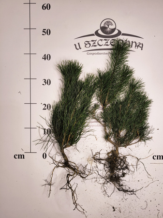 kosodrzewina ok. 30-40 cm pinus mugo pumilio 4 letnia