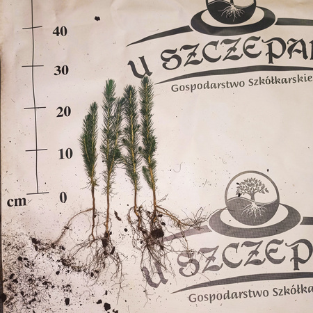 Świerk Srebrny (Picea pungens) – Sadzonka 20-40 cm, 2-letnia | Mrozoodporny Iglak