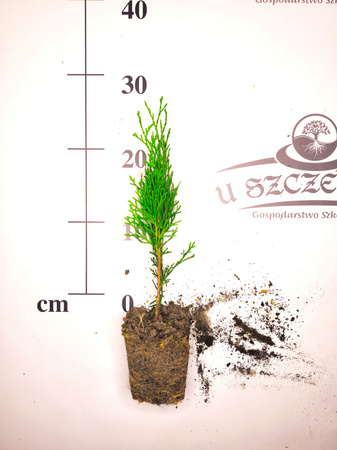 thuja szmaragd ok. 20cm w cenie3,80zł/szt