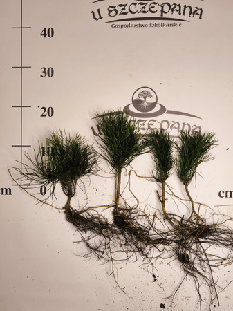 kosodrzewina ok.15-20 cm pinus mugo pumilio 3 letnia