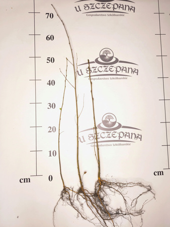 brzoza brodawkowata 50-70cm 1,30zł/szt 50szt