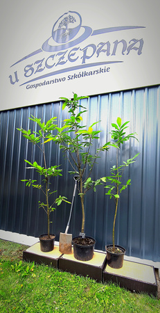 Kasztan jadalny – sadzonki 160–200 cm, 5–6-letnie, w doniczce – 80 zł/szt