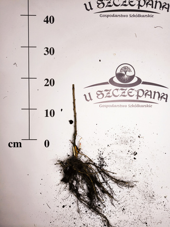  porzeczka czerwona sadzonka z gołym korzeniem 20-30 cm