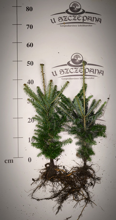 jodła frasera 40-50cm 6,50 zł/szt 4 letnia- komplet 100 szt