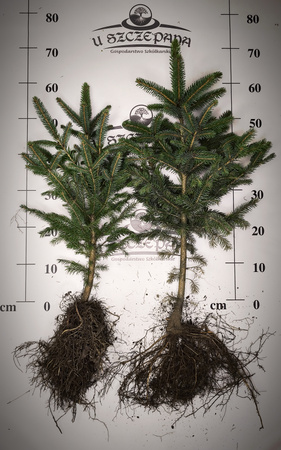 Świerk Srebrny (Picea pungens) – Sadzonka 60-70 cm, 5-letnia | Mrozoodporny Iglak 7,00 zł/szt
