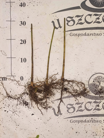 Catalpa bignonioides katalpa zwyczjana surmia bignoniowa 10sztuk