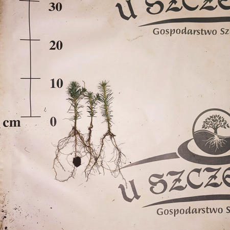 jodła frasera 5-10cm 1zł/szt 2 letnia