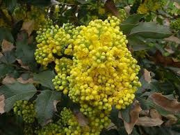 mahonia pospolita 30-40 cm w cenie 5,00zł/szt