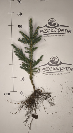 Świerk Srebrny (Picea pungens) – Sadzonka 50-60 cm, 4-letnia | Mrozoodporny Iglak 6,00 zł/szt