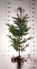 Świerk Srebrny (Picea pungens) – Sadzonka 80-100 cm, 6-letnia | Mrozoodporny Iglak 12,00 zł/szt