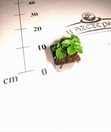 Truskawka malinowa – aromatyczna odmiana o smaku truskawki i malin | Sadzonka