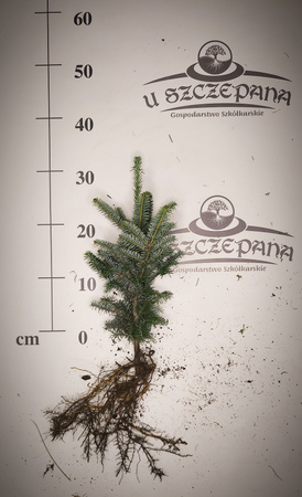 jodła frasera 30-40cm 5,50 zł/szt 4 letnia komplet 100 sztuk