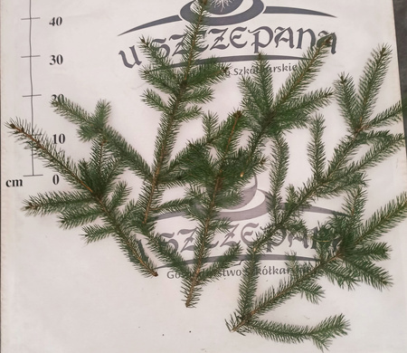 stroisz gałęzie świerk kłujący 5,5zł/kg