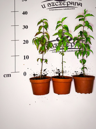 Dereń jadalny, pospolity, właściwy Cornus mas sadzonki owocowe