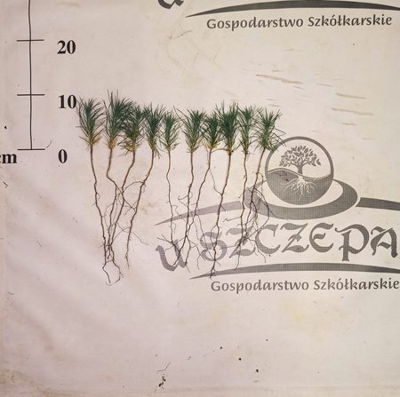 sosna czarna 5-10 cm 80zł za 100sztuk