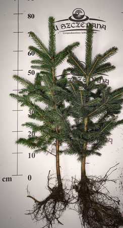 Świerk Srebrny (Picea pungens) – Sadzonka 70-80 cm, 5-letnia | Mrozoodporny Iglak 10,00 zł/szt
