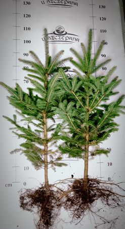 Świerk Srebrny (Picea pungens) – Sadzonka 80-100 cm, 6-letnia | Mrozoodporny Iglak 12,00 zł/szt