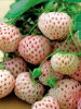 Truskawka ananasowa (Pineberry) – biała truskawka o smaku ananasa | Sadzonka