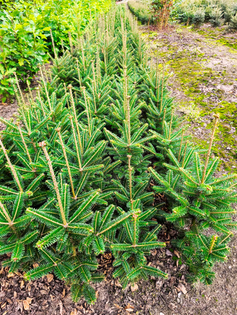 jodła frasera 40-50cm 7,00 zł/szt 4 letnia- komplet 10 szt