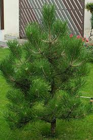 sosna czarna ok. 20 cm 2 zł/szt