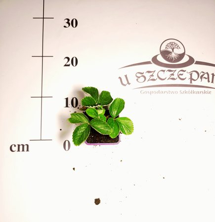 Truskawka wczesna – sadzonka w doniczce (ok. 5 cm)