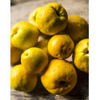 Sadzonki pigwowca japońskiego (Chaenomeles japonica) – krzew ozdobny i owocowy, 2-letnie z odkrytym korzeniem 10zł za 10 szt