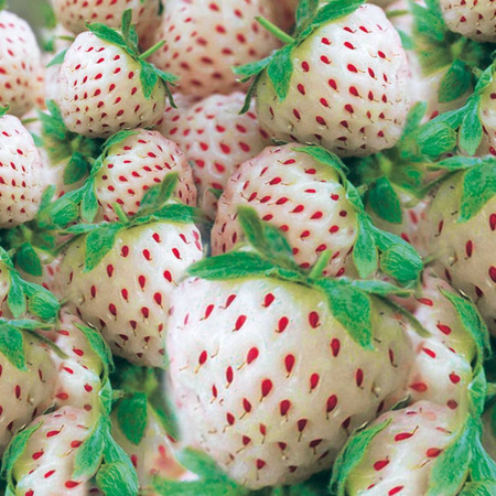 Truskawka ananasowa (Pineberry) – biała truskawka o smaku ananasa | Sadzonka