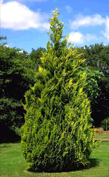 Cyprysik lawsona 80-100cm w cenie 8 zł/szt