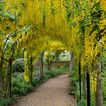 złotakap pospolity złoty deszczce kapiące złoto 4zł/szt