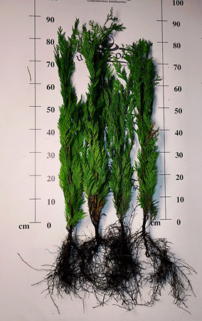 Cyprysik lawsona 80-100cm w cenie 8 zł/szt