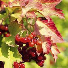 Kalina koralowa ok 20-40 cm na żywopłoty szpalery kwitnie leczy