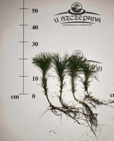 sosna czarna ok. 20 cm 2 zł/szt