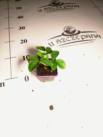 Truskawka wczesna – sadzonka w doniczce (ok. 5 cm)