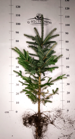 Świerk Srebrny (Picea pungens) – Sadzonka 80-100 cm, 6-letnia | Mrozoodporny Iglak 12,00 zł/szt