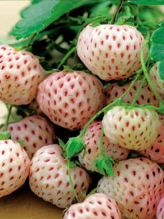 Truskawka ananasowa (Pineberry) – biała truskawka o smaku ananasa | Sadzonka