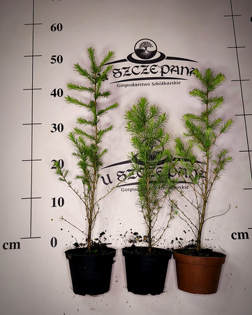 Modrzew Europejski (Larix decidua) - Elegancki, Zimotrwały