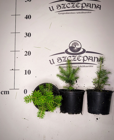 jodła koreańska ok. 10-15  cm w doniczce 6 złszt