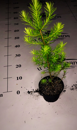 Modrzew Europejski (Larix decidua) - Elegancki, Zimotrwały