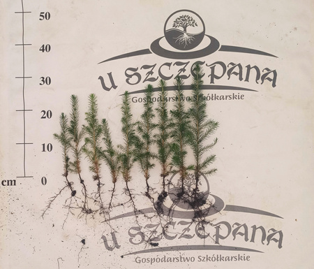 świerk serbski 20-40cm 80zł za 100szt- 0,80zł/szt 2 letni