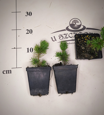 sosna oścista 10-20 cm długowieczna wolnorosnąca