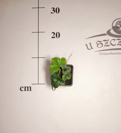 Truskawka ananasowa (Pineberry) – biała truskawka o smaku ananasa | Sadzonka