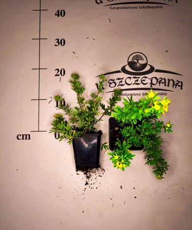 pięciornik krzewiasty zółty