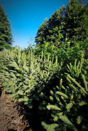 Świerk Srebrny (Picea pungens) – Sadzonka 80-100 cm, 6-letnia | Mrozoodporny Iglak 12,00 zł/szt