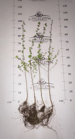 Sadzonki Brzozy Brodawkowatej 80-100 cm – 4,00 zł/szt | Betula pendula Brzoza brodawkowata zwykła biała leśna