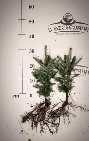 jodła frasera 30-40cm 6,00 zł/szt 4 letnia komplet 10 sztuk