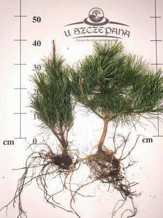 kosodrzewina ok. 30-40 cm pinus mugo pumilio 4 letnia