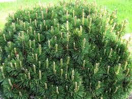 kosodrzewina ok.10-15 cm pinus mugo pumilio 3 letnia 100 sztuk