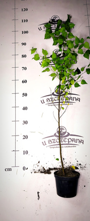 brzoza brodawkowata 160-180 cm 20zł/szt D
